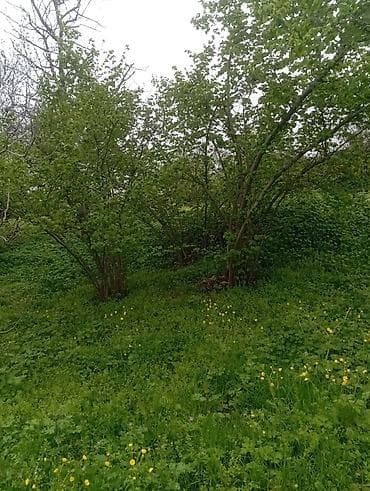 1 otaqli kiraye evler 2018: Шабран, 18 м², 2 комнаты, Без бассейна, Электричество — 6