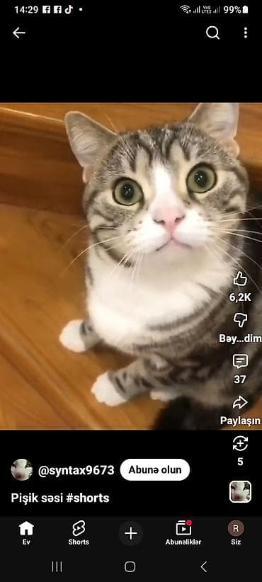 Декор и интерьер: It,Pisik ev heyvanlari.Baytar hakim xidmati.Ramiz. dok. (rəqəmsal — 3