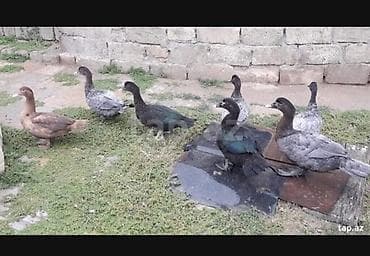 ordek: Şəkildəki ördəklərin yumurtasi satilir
Təzə və mayali yumurtalardi — 5