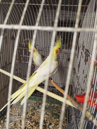 hazır inşalar: Tam sağlam quşlardır.1i tam hazir mayadir — 3