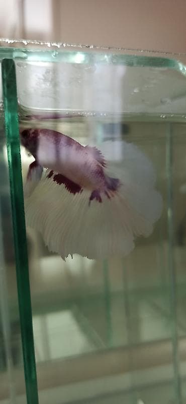 diri balıq: Betta (Petuşok balığı), Sülhsevər — 3