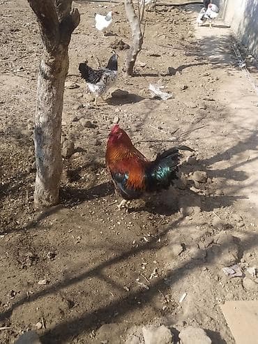 Hinduşkalar: Xoruz, il: 1, Ünvandan götürmə — 4