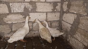 Heyvanlar üçün mallar: 3 ü 50 manat ünvan Bakı 7 8 aylıqdılar 1 xoruz 2 fərə — 1