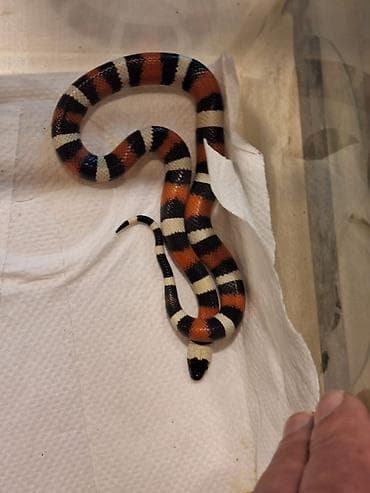 Kaliforniya Kral ilanı (Lampropeltis) – parlaq qırmızı, qara və ağ