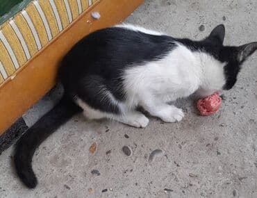 русская голубая кошка цена: Rus mavi, Dişi, Yaxşı əllərə, Ünvandan götürmə — 7