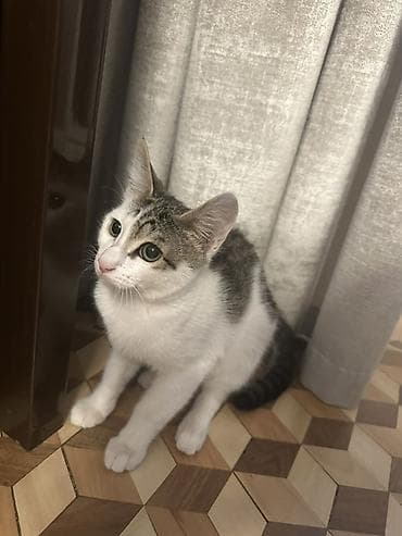 cins pişikler: Yaxşı əllərə — 4