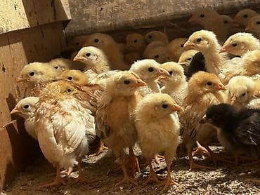 Toyuq cücələri, Ətlik, Ödənişli çatdırılma, Rayonlara çatdırılma, Ünvandan götürmə