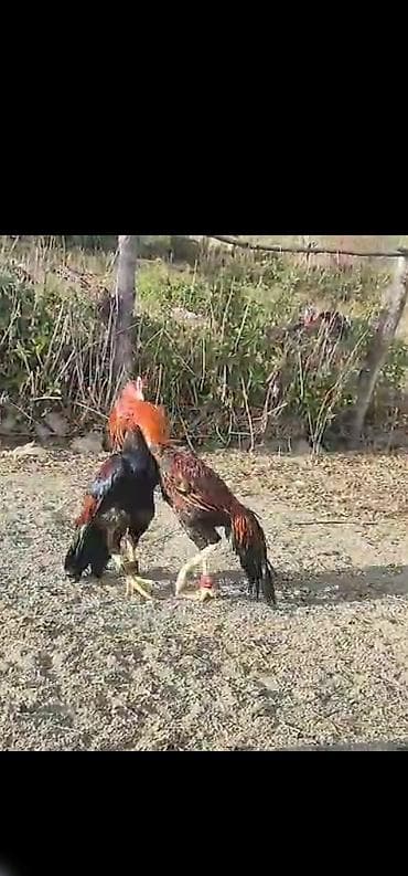 broyler yemi qiymeti: Xoruz, Heyratı, il: 3, Ödənişli çatdırılma — 7