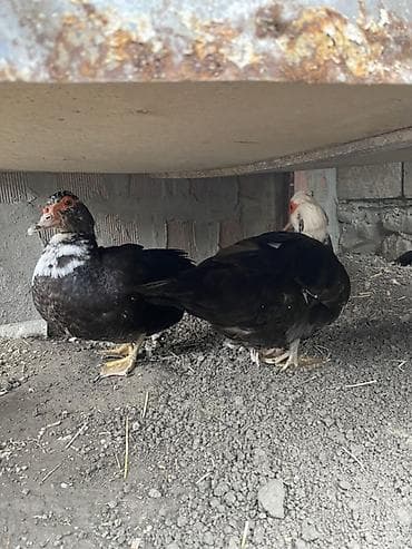 quzu satisi: Erkək, | Lal ördək, Damazlıq — 3