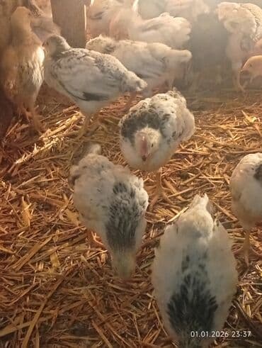 Audi: Куриные цыплята, Для мяса — 1