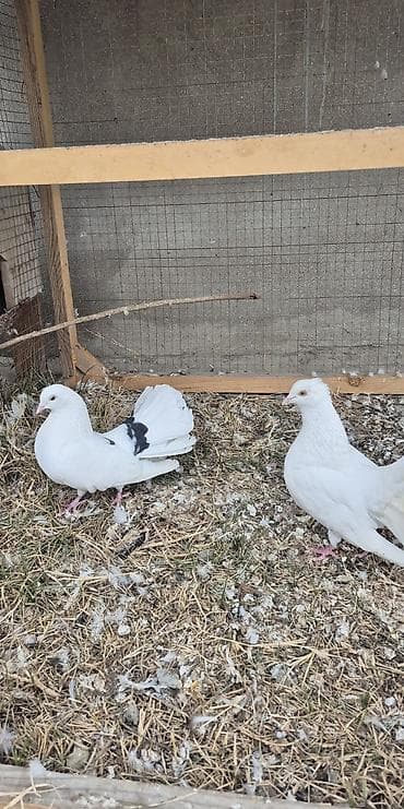 qus iran: Salam çüt deyillər ancaq erkək dişidilər hər ikisinin çütün pişiy — 2