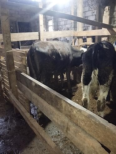 Рогатый скот: (hər heyvanın öz qiyməti var real alıcılar üçün endirim — 5