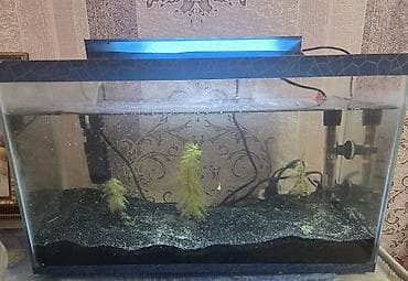 heyvan: Akvarium satılır 50,30,20 üstündə hər şey verilir 200az — 1