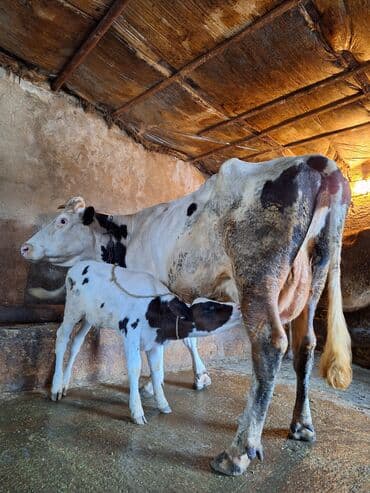 15 litir süd verir 3 qarına doğub 25 gündü doğub balası dişdi