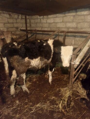 4 ayliq aimental xaçmaz lalafo.az -da 4 ayliq aimental xaçmaz