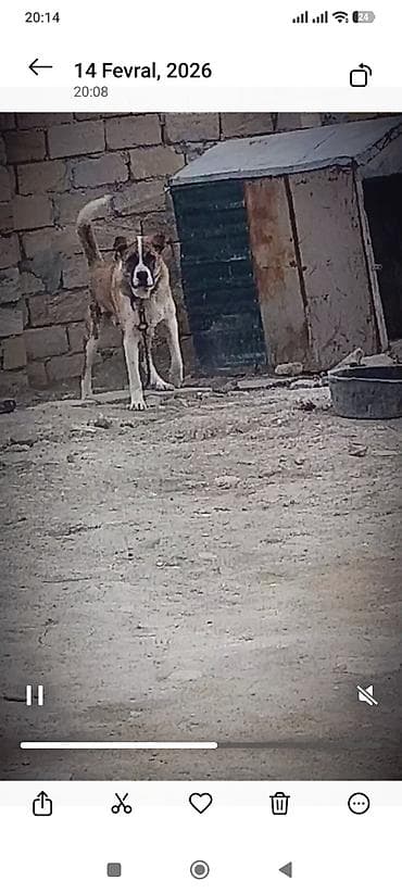 i̇t balası xaski: 1.yaş.9aylxd.55cəki.80.boy.fikri.cidi olan zəng elsin — 2