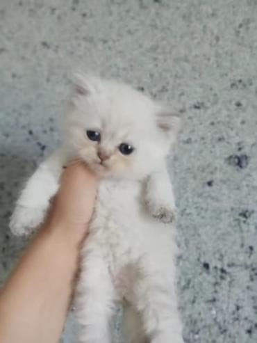 itler pikines type 1: Şotland, Erkək — 10