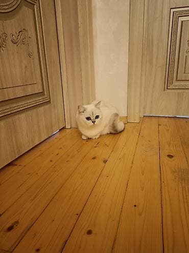 pişik pers: Britan — 6