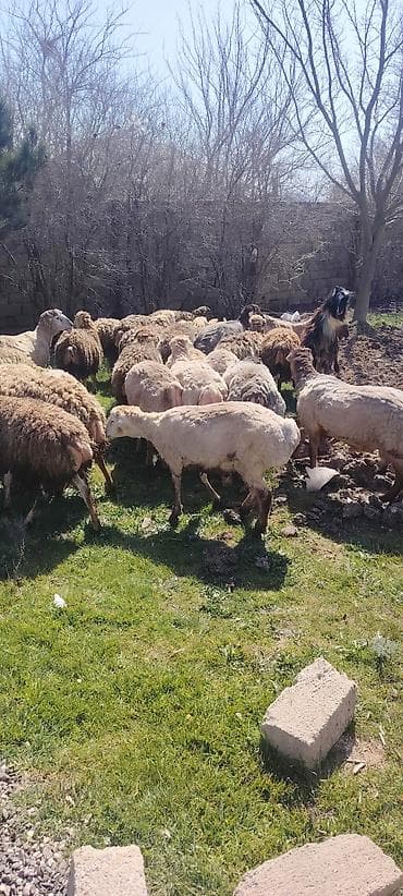 qoyun quyrugu: Qurbanliq ve toxumluq Qoclar ve quzular 40 kilodan 70 kiloya qeder her — 2
