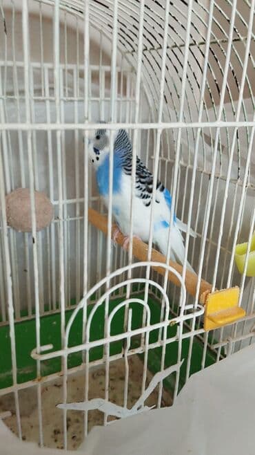 кольчатый попугай цена: Məhsul: Ev quşları – iki dalğalı tutuquşu (budgerigar) Təsvir: - — 3