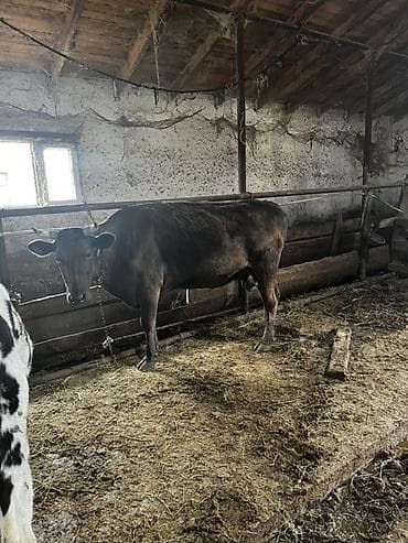 südlük inək cinsləri: Süd inəkləri– müxtəlif rəng çeşidləri (qara-ağ, qəhvəyi-ağ, tam qara) — 5