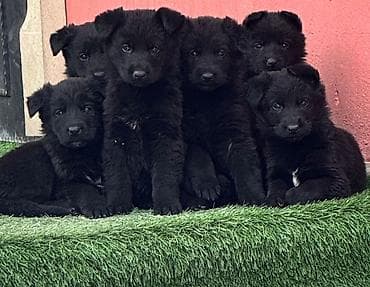 Alman çoban iti, 2 ay, Erkek, Sənədli, Pulsuz çatdırılma, Ödənişli çatdırılma