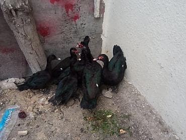 ordek satisi: Təcili satılır sağlam heyvanlar 3 erkek 3 fere fərələr 20 erkəklər — 8