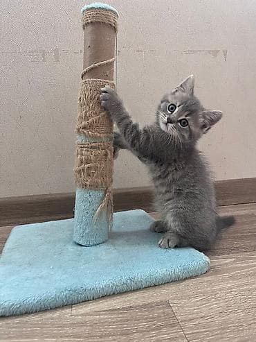 Pişik üçün qaşıma dirəyi və oyun stendi - Material: möhkəm əsas lövhə