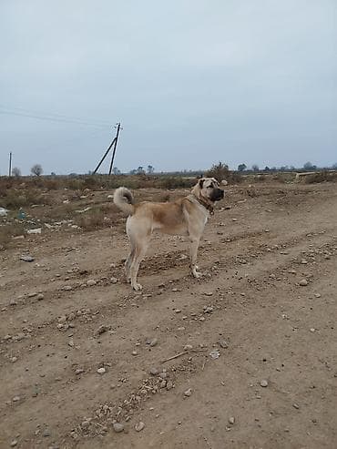 Kanqal, 1 il, Erkek, Peyvəndli