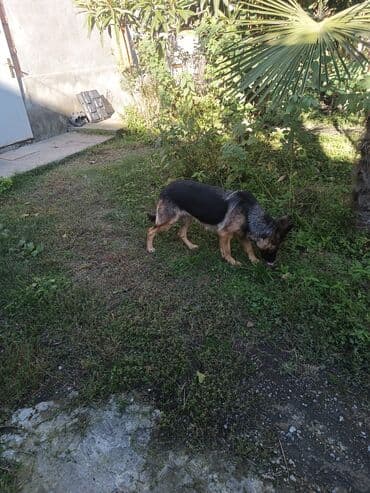 bakida cins ineklerin satisi: Alman çoban iti, 1 il, Dişi, Peyvəndli, Ünvandan götürmə — 5