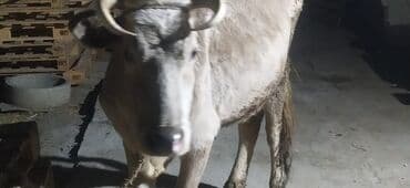 İtlər: Satılır — 1