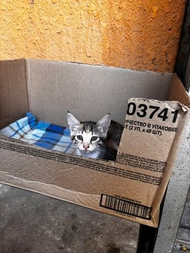 gözəl pişik şəkilləri: Tabbi, Yaxşı əllərə — 4