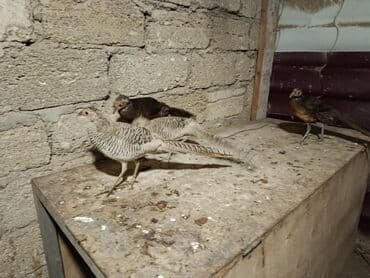 gence toyuq cuce: Damazlıq — 3