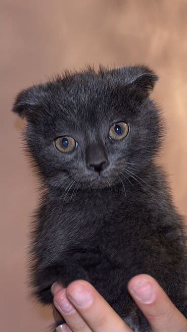 шотландский вислоухий котенок баку: Шотладская вислоухая — 4