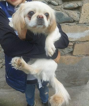 it satişi: Pekines, Dişi, Ünvandan götürmə — 1