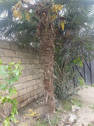 koz ve komur arasindaki ferq: Trachycarpus fortunei (yelpənək xurması) – həyət və bağ üçün dekorativ — 3