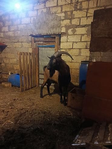 Keçilər, çəpişlər: Boğaz keçi – məhsuldar yerli cins - Cins: yerli məişət keçisi, uzun — 10