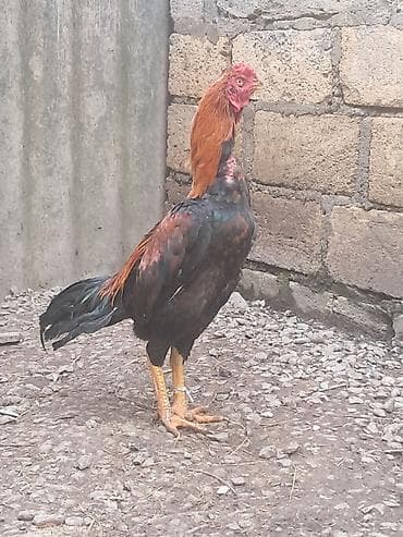 Atlar: Heyratı bece Ella temiz cinsdi satildiqdan sora ellan silinecek — 1