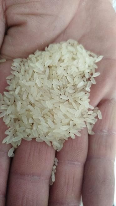 çilədağı bitkisi rus dilində: Topdan satiw — 8