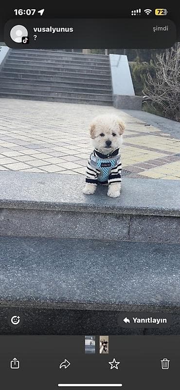 Pudel, 2 ay, Erkek lalafo.az -da Pudel, 2 ay, Erkek