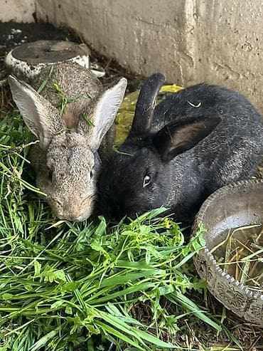 Ev dovşanları – 2 ədəd - Rəng: biri boz-qəhvəyi, biri qara -