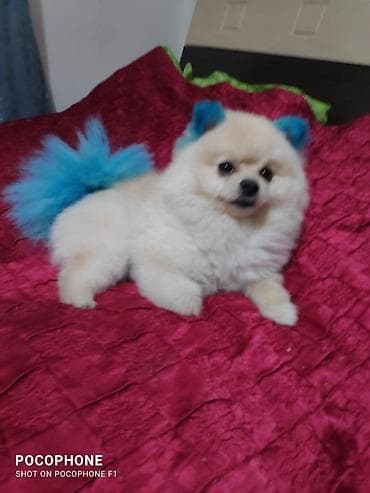 it alqi satqisi: Şpitz — 1