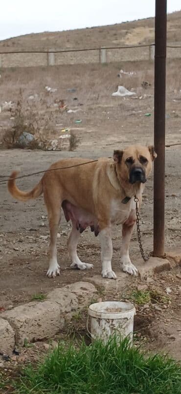 sərab çoban iti: Qurdbasar, 3 il, Dişi, Peyvəndli, Ödənişli çatdırılma — 8