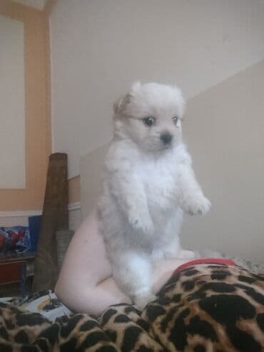 сколько стоит собака чихуахуа: Satlir pekines 200m — 1