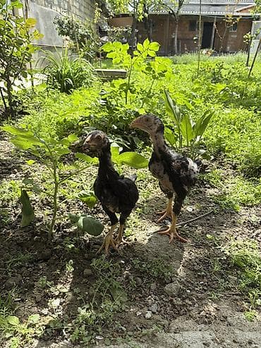 cins ineklerin satisi: Damazlıq, Ünvandan götürmə — 4