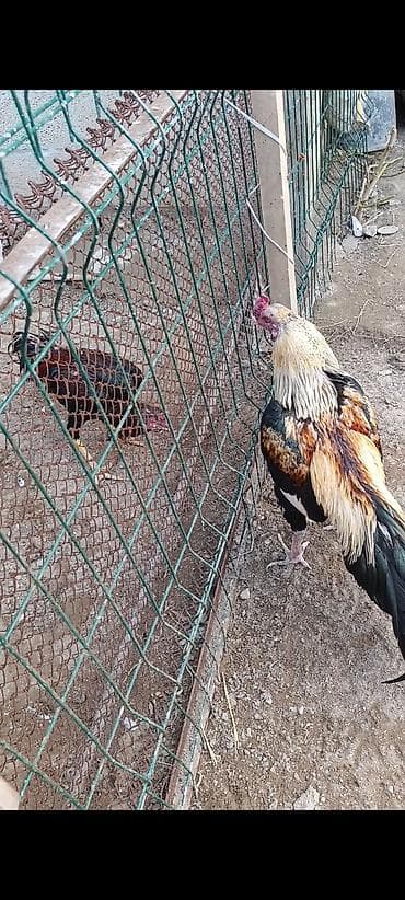 Salam tam saglam 1 yas yarimliq heyrati xoruz cox qızğın heyvandi