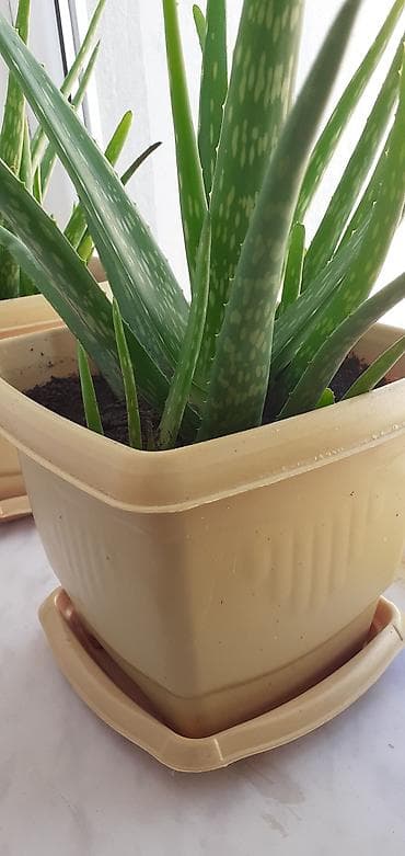 abs plastik: Aloe Vera – otaq bitkisi - Növ: Aloe vera (sukkulent) - Qab — 2