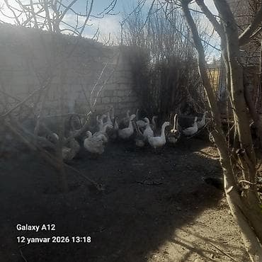 Цыплята: Qazlar satılır kilosu 20m əlaqə nomresi 0556614335 - Növ: ev qəzləri — 2