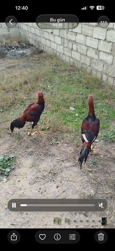 Xoruz, Heyratı, il: >5