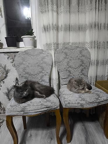 su samuru: Şotland yastı qulaq, Yaxşı əllərə — 7